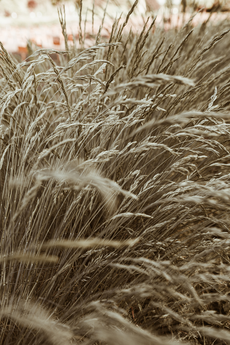 Tall Grasses in Nature Close-up